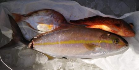 康仁丸・ジギング釣り果